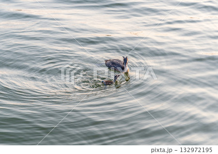 An adult great crested grebe feeds its chick with fish on a summer evening. 132972195