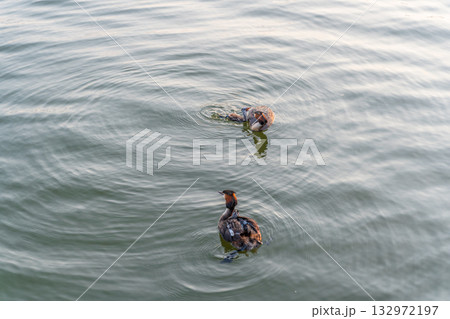 An adult great crested grebe feeds its chick with fish on a summer evening. 132972197