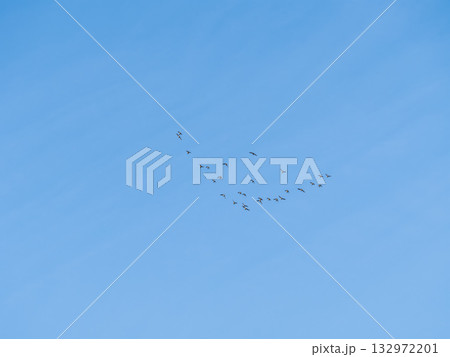Flock of geese in flight 132972201