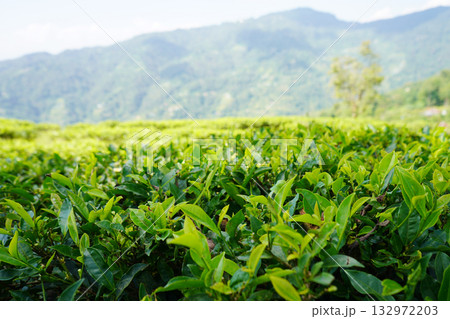 Comprehensive Himalayan Nature Portfolio Tea Gardens and Foothill Views 132972203