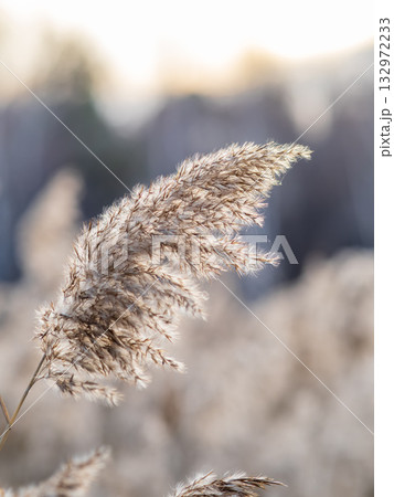 Yellow autumn fluffy feather grass with seeds on curved stems in light wind. Hello autumn concept. Natural background with copy space Yellow autumn fluffy feather grass with seeds on curved stems in light wind. Hello autumn concept. Natural background with copy space 132972233