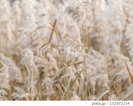 Yellow autumn fluffy feather grass with seeds on curved stems in light wind. Hello autumn concept. Natural background with copy space Yellow autumn fluffy feather grass with seeds on curved stems in light wind. Hello autumn concept. Natural background with copy space 132972234