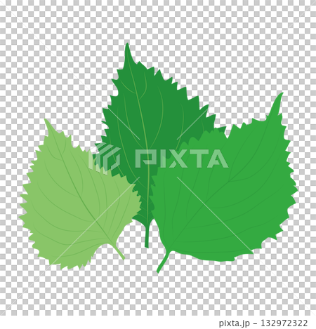 Illustration material of perilla and spicy vegetables Illustration material of perilla and spicy vegetables 132972322