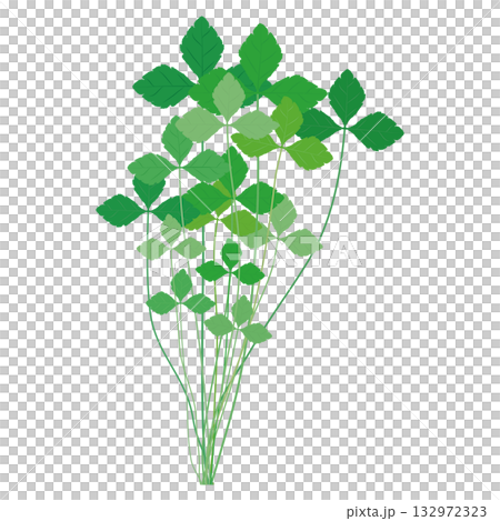 みつば　葉物野菜のイラスト素材 132972323