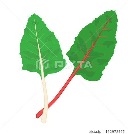 スイスチャード 　葉物野菜のイラスト素材 132972325