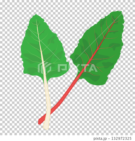 スイスチャード 　葉物野菜のイラスト素材 132972325