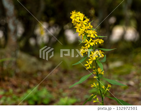 アキノキリンソウの花 132972501