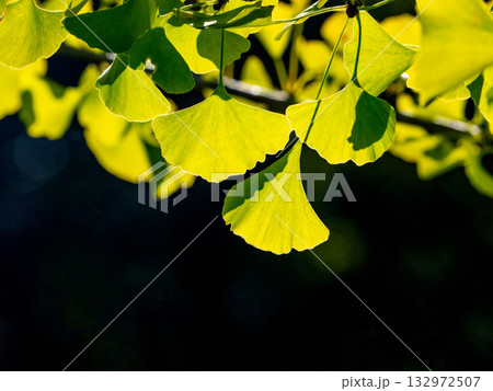 黄色く色づいたイチョウの葉 黄色く色づいたイチョウの葉 132972507