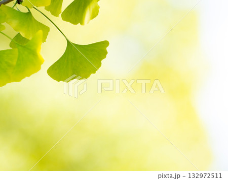 黄色く色づき始めたイチョウの葉 黄色く色づき始めたイチョウの葉 132972511