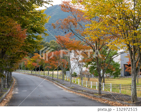 紅葉したケヤキ並木 132972515
