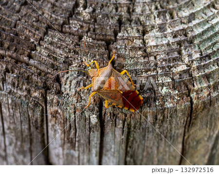 セアカツノカメムシ 132972516