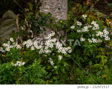 草の中に咲いているノコンギク 132972517