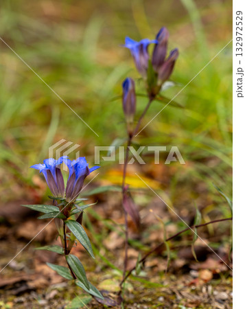 山に咲いているリンドウの花 132972529