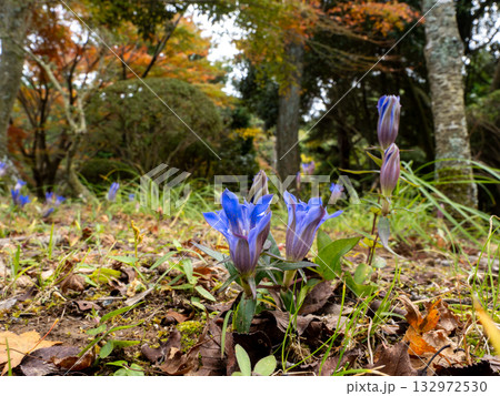 山に咲いているリンドウの花 山に咲いているリンドウの花 132972530