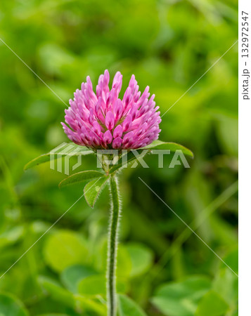 ムラサキツメクサの花 132972547