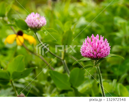 ムラサキツメクサの花 ムラサキツメクサの花 132972548