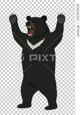 立って威嚇するツキノワグマ 132972629