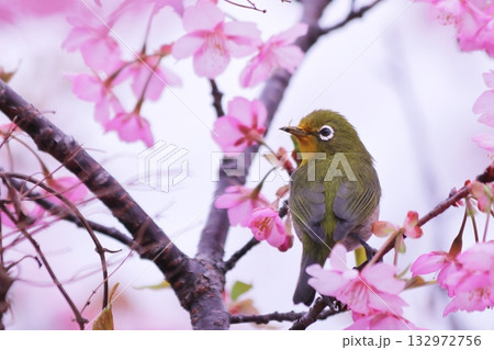 満開の桜の花にとまるメジロ 132972756