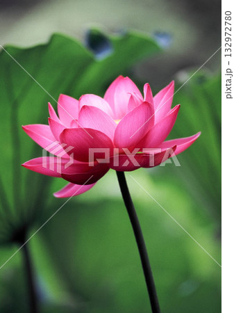 蓮の花のある風景 132972780