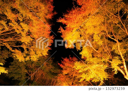 箕輪町・もみじ湖の紅葉 ライトアップ 箕輪町・もみじ湖の紅葉 ライトアップ 132973239