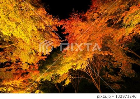 箕輪町・もみじ湖の紅葉 ライトアップ 箕輪町・もみじ湖の紅葉 ライトアップ 132973246