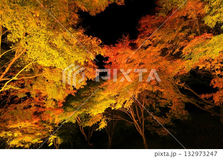 箕輪町・もみじ湖の紅葉　ライトアップ 132973247