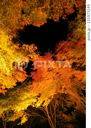 箕輪町・もみじ湖の紅葉 ライトアップ 箕輪町・もみじ湖の紅葉 ライトアップ 132973249
