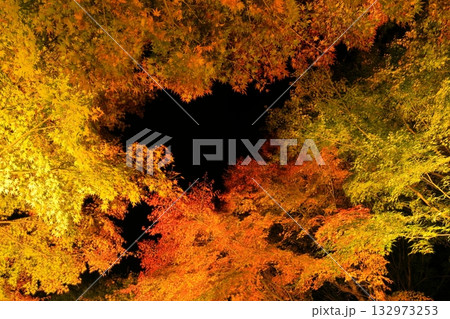 箕輪町・もみじ湖の紅葉 ライトアップ 箕輪町・もみじ湖の紅葉 ライトアップ 132973253