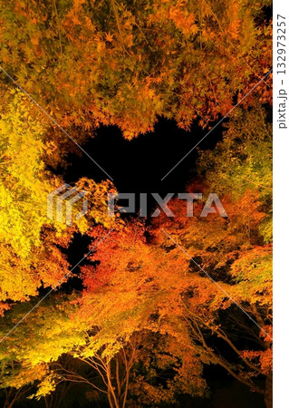 箕輪町・もみじ湖の紅葉　ライトアップ 132973257
