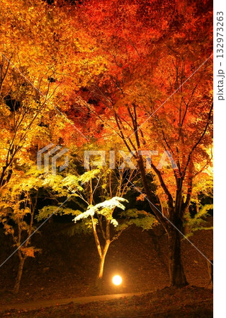 箕輪町・もみじ湖の紅葉　ライトアップ 132973263