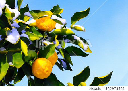 爽やかな青空と雪と柚子の実 132973561