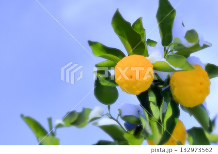 爽やかな青空と雪と柚子の実 132973562