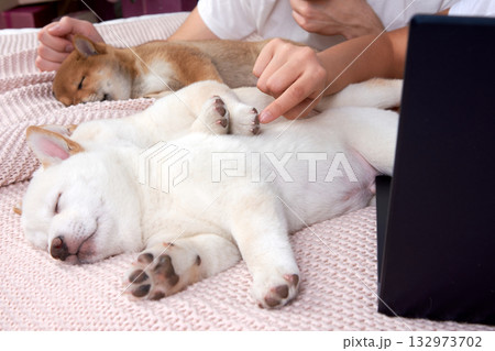 Little Shiba Inu puppies are sleeping sweetly on bed at home with their owners Little Shiba Inu puppies are sleeping sweetly on bed at home with their owners 132973702
