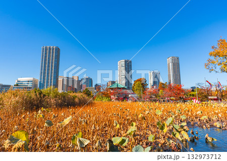 秋の不忍池 上野公園 紅葉と蓮の花 秋の不忍池 上野公園 紅葉と蓮の花 132973712