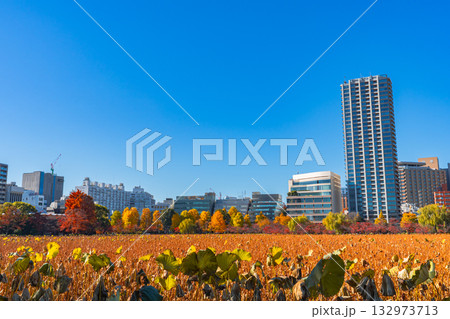 秋の不忍池 上野公園 紅葉と蓮の花 秋の不忍池 上野公園 紅葉と蓮の花 132973713