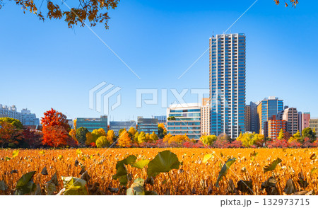 秋の不忍池 上野公園 紅葉と蓮の花 秋の不忍池 上野公園 紅葉と蓮の花 132973715