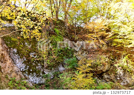 岩肌の紅葉した木々 岩肌の紅葉した木々 132973717