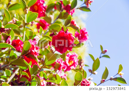 赤い椿の花ー38 132973841