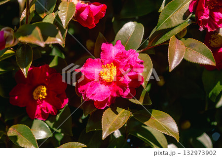 赤い椿の花ー1 132973902