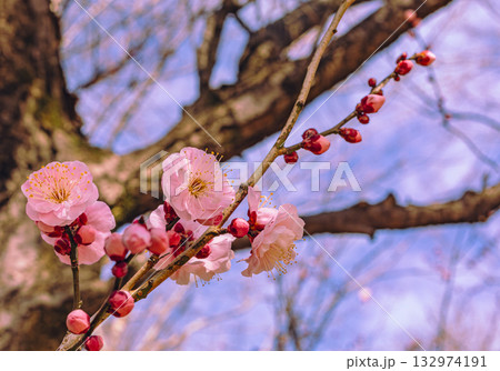 梅の花4ー30 梅の花4ー30 132974191