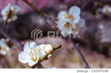 梅の花4ー35 梅の花4ー35 132974196