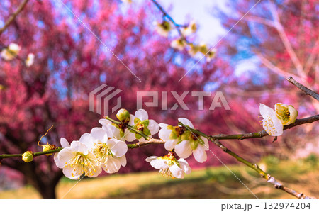 梅の花4ー43 132974204