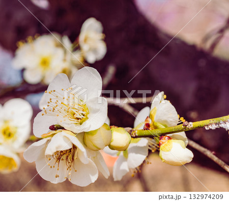梅の花4ー48 132974209
