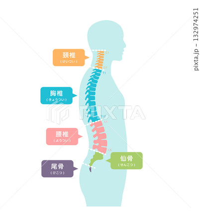横から見た脊柱の部位名　ベクターイラスト 132974251