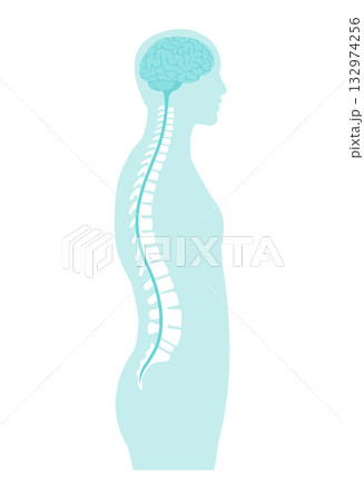 脊柱と脊髄神経 ベクターイラスト 脊柱と脊髄神経 ベクターイラスト 132974256