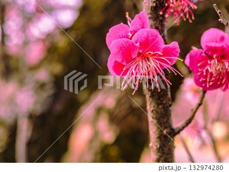 梅の花4ー62 梅の花4ー62 132974280