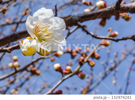 梅の花4ー63 132974281