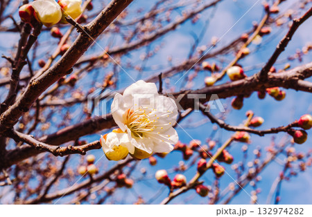 梅の花4ー64 132974282