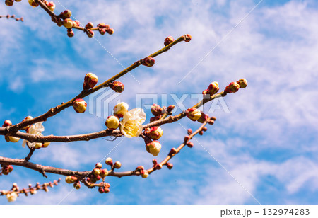 梅の花4ー65 梅の花4ー65 132974283