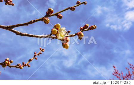 梅の花4ー72 132974289